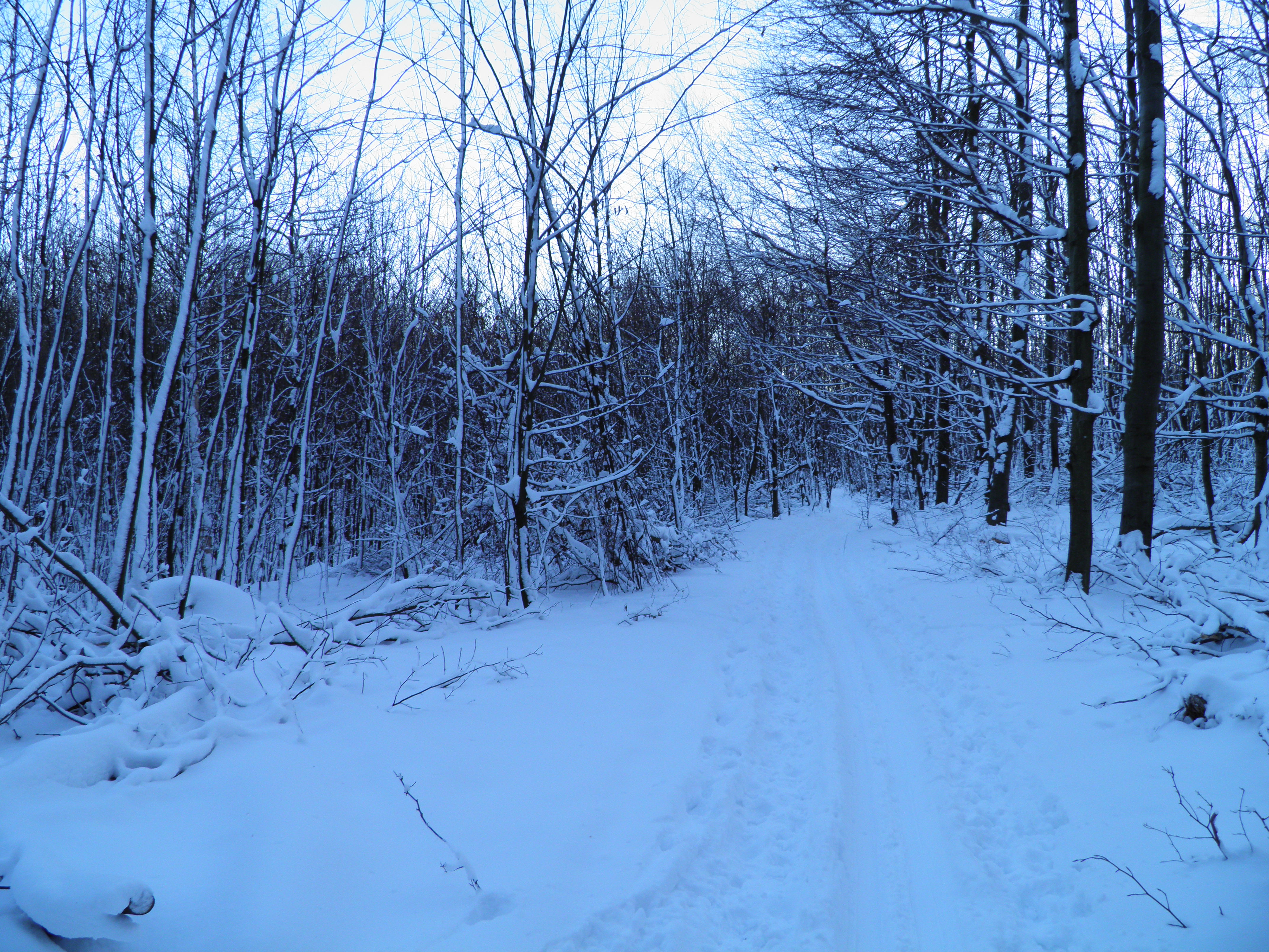 Asi 2 km za Malým Javorníkom, 6.I.2015, 22 cm prachového snehu, -3 °C